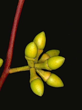 APII jpeg image of Eucalyptus parramattensis subsp. decadens  © contact APII