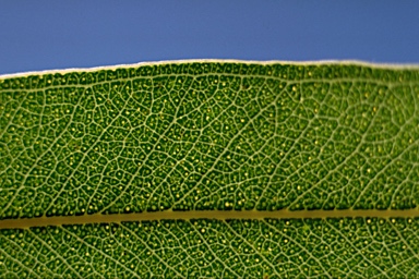 APII jpeg image of Eucalyptus nobilis  © contact APII