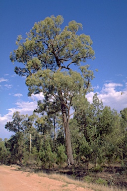 APII jpeg image of Eucalyptus crebra  © contact APII