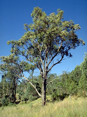 APII jpeg image of Eucalyptus psammitica  © contact APII