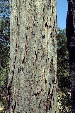 APII jpeg image of Eucalyptus tindaliae  © contact APII