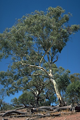 APII jpeg image of Eucalyptus leucoxylon subsp. leucoxylon  © contact APII