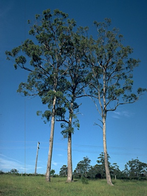 APII jpeg image of Eucalyptus quadrangulata  © contact APII