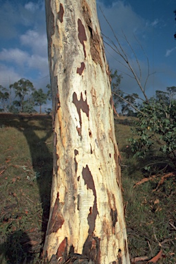 APII jpeg image of Eucalyptus mannifera subsp. praecox  © contact APII