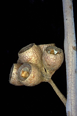 APII jpeg image of Eucalyptus sieberi  © contact APII