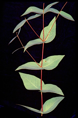 APII jpeg image of Eucalyptus leucoxylon subsp. megalocarpa  © contact APII