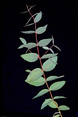 APII jpeg image of Eucalyptus elliptica  © contact APII