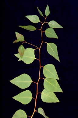 APII jpeg image of Eucalyptus fasciculosa  © contact APII