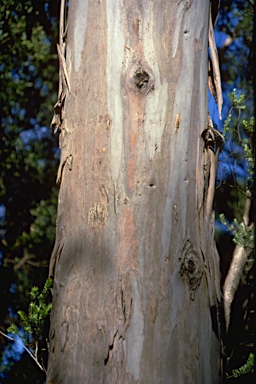 APII jpeg image of Eucalyptus brookeriana  © contact APII