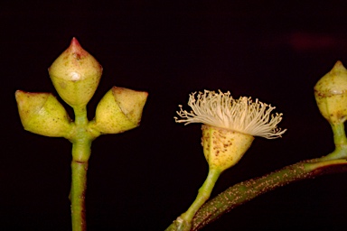 APII jpeg image of Eucalyptus cosmophylla  © contact APII