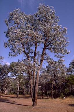 APII jpeg image of Eucalyptus cinerea subsp. cinerea  © contact APII