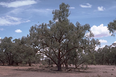 APII jpeg image of Eucalyptus largiflorens  © contact APII