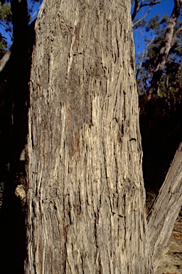 APII jpeg image of Eucalyptus consideniana  © contact APII