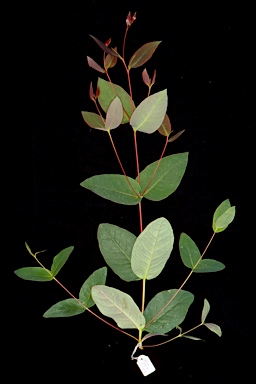 APII jpeg image of Eucalyptus piperita  © contact APII