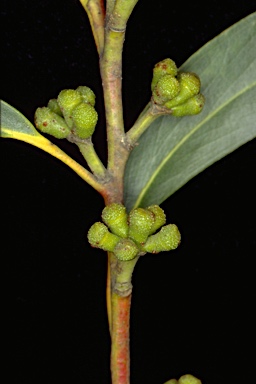 APII jpeg image of Eucalyptus triflora  © contact APII