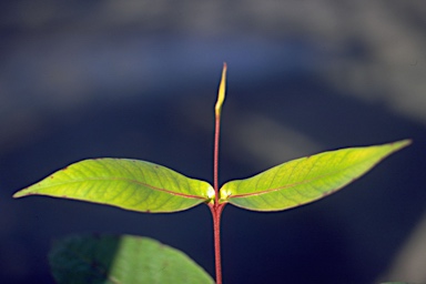 APII jpeg image of Eucalyptus triflora  © contact APII