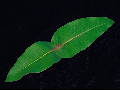 APII jpeg image of Angophora Angophora subsp. euryphylla  © contact APII