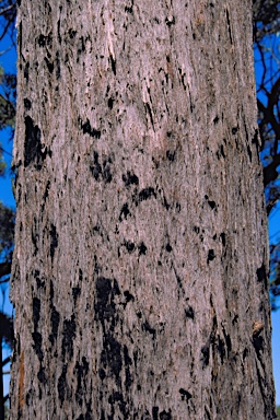 APII jpeg image of Eucalyptus sparsifolia  © contact APII