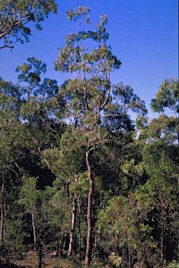 APII jpeg image of Eucalyptus paniculata  © contact APII