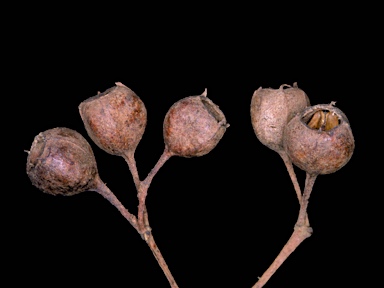 APII jpeg image of Angophora bakeri subsp. bakeri  © contact APII