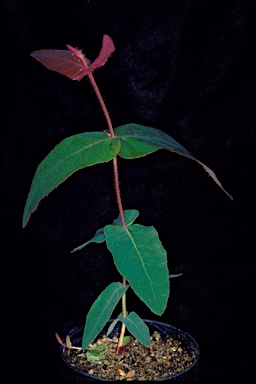 APII jpeg image of Angophora costata subsp. euryphylla  © contact APII