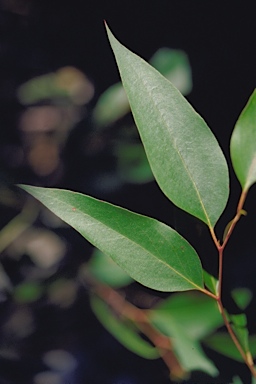 APII jpeg image of Eucalyptus fastigata  © contact APII