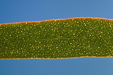 APII jpeg image of Eucalyptus aequioperta  © contact APII