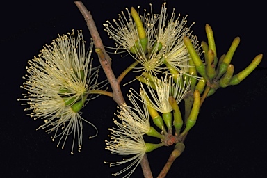 APII jpeg image of Eucalyptus arachnaea subsp. arachnaea  © contact APII