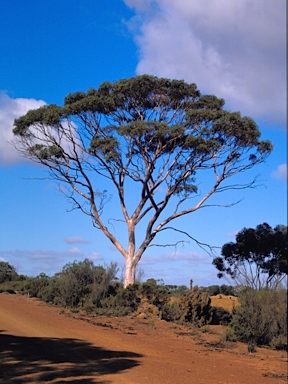 APII jpeg image of Eucalyptus falcata  © contact APII