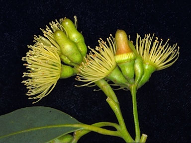 APII jpeg image of Eucalyptus astringens subsp. oligocorma  © contact APII