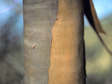 APII jpeg image of Eucalyptus burracoppinensis  © contact APII