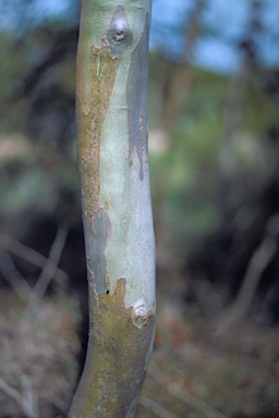 APII jpeg image of Eucalyptus calycogona subsp. spaffordii  © contact APII