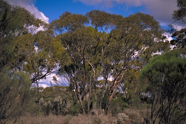 APII jpeg image of Eucalyptus celastroides subsp. celastroides  © contact APII