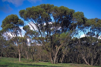 APII jpeg image of Eucalyptus cernua  © contact APII