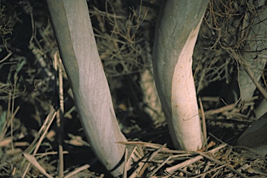 APII jpeg image of Eucalyptus diversifolia subsp. diversifolia  © contact APII