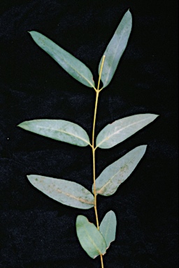 APII jpeg image of Eucalyptus diversifolia subsp. diversifolia  © contact APII