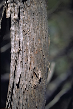 APII jpeg image of Eucalyptus diversifolia subsp. hesperia  © contact APII