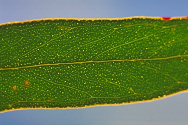 APII jpeg image of Eucalyptus ebbanoensis subsp. ebbanoensis  © contact APII