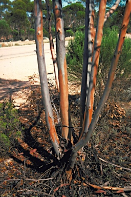 APII jpeg image of Eucalyptus eremophila  © contact APII