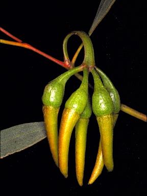 APII jpeg image of Eucalyptus eremophila  © contact APII