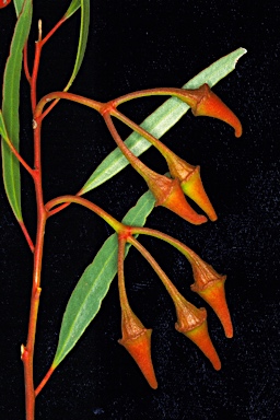 APII jpeg image of Eucalyptus arrmillata  © contact APII