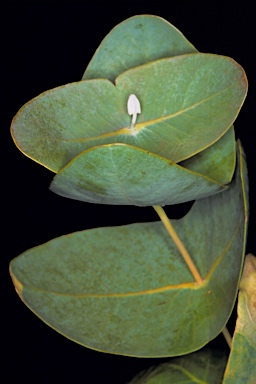 APII jpeg image of Eucalyptus gamophylla  © contact APII