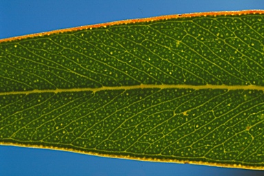 APII jpeg image of Eucalyptus gittinsii subsp. gittinsii  © contact APII