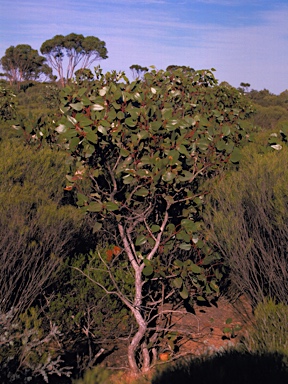 APII jpeg image of Eucalyptus grossa  © contact APII