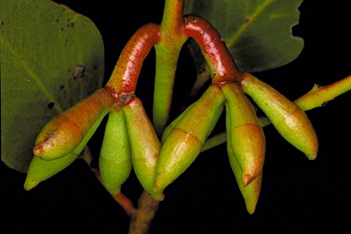 APII jpeg image of Eucalyptus grossa  © contact APII