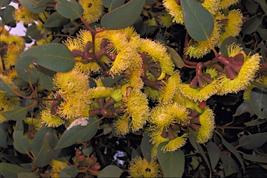 APII jpeg image of Eucalyptus grossa  © contact APII