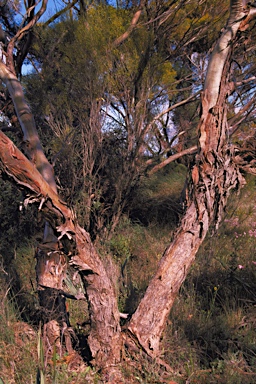 APII jpeg image of Eucalyptus horistes  © contact APII