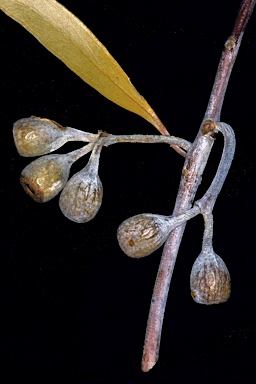 APII jpeg image of Eucalyptus incerata  © contact APII