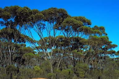 APII jpeg image of Eucalyptus singularis  © contact APII