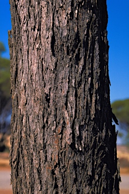 APII jpeg image of Eucalyptus kochii subsp. kochii  © contact APII